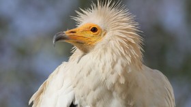 Egyptian Vulture