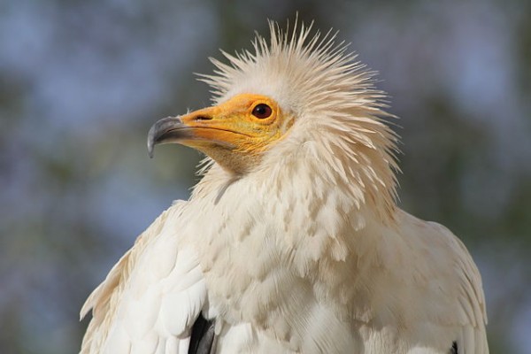 Rare Egyptian Vulture Spotted in the UK for the First Time ...