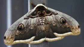 Moth