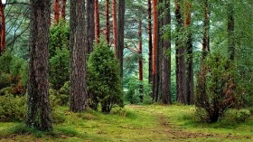 Forest Management Entails More Than Planting Trees