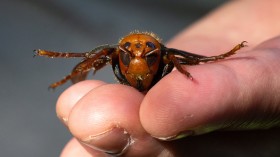 Sample specimen of a dead Asian giant hornet