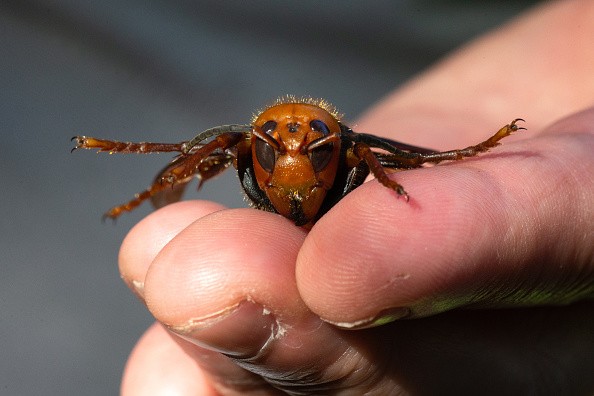 Sample specimen of a dead Asian giant hornet