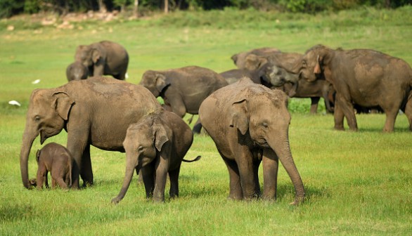 Elephants