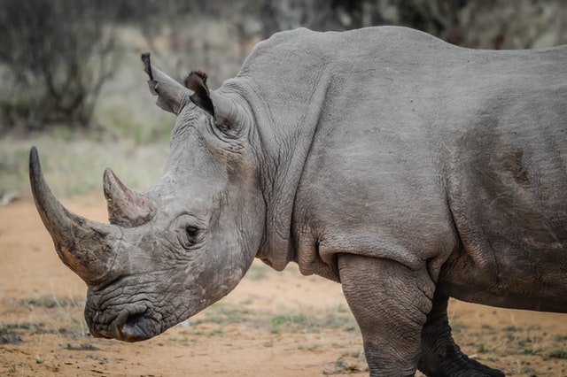 giant rhino