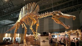 4 Interesting Facts You Must Know About The Spinosaurus