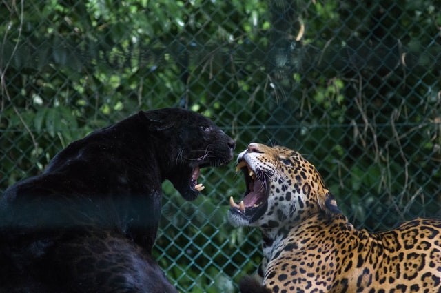 A black jaguar and leopard