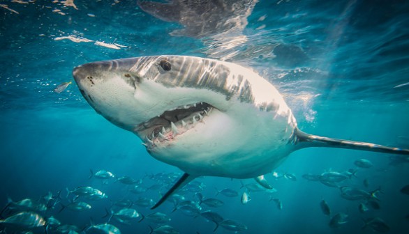 Great white shark