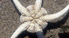 Brittle Star