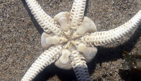 Brittle Star