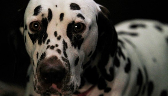 2018 Crufts Dog Show Day Three