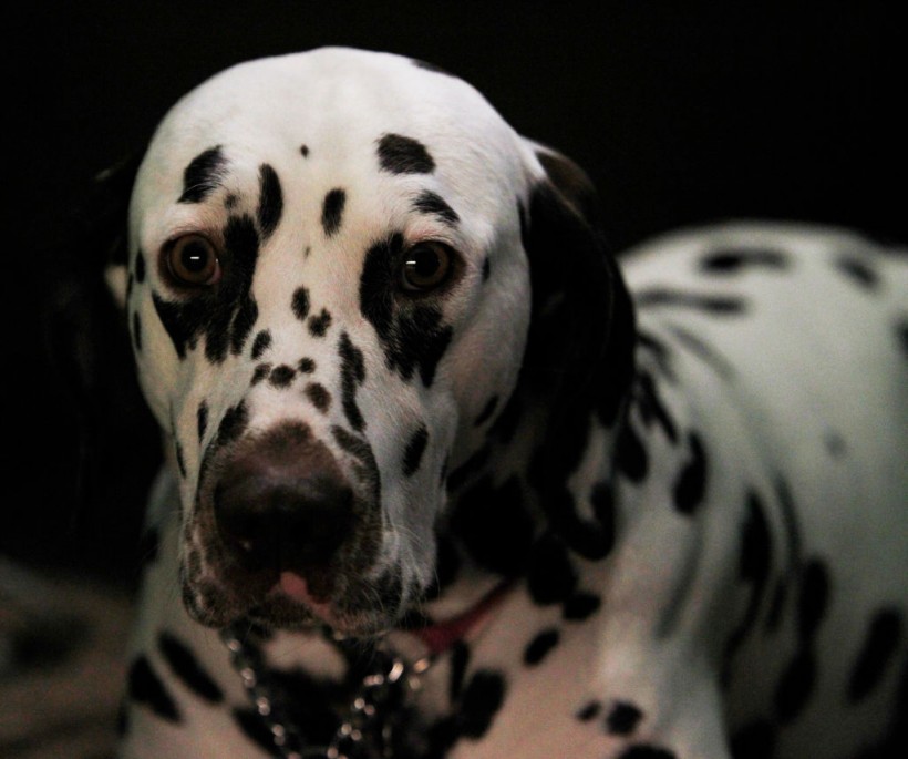 2018 Crufts Dog Show Day Three