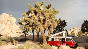 Joshua Tree