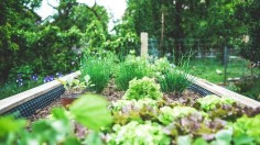 How To Start A Backyard Farm In 5 Easy Steps