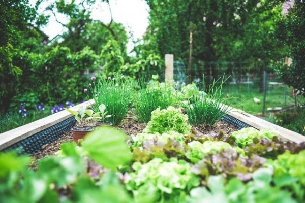 How to start a backyard farm in 5 easy steps