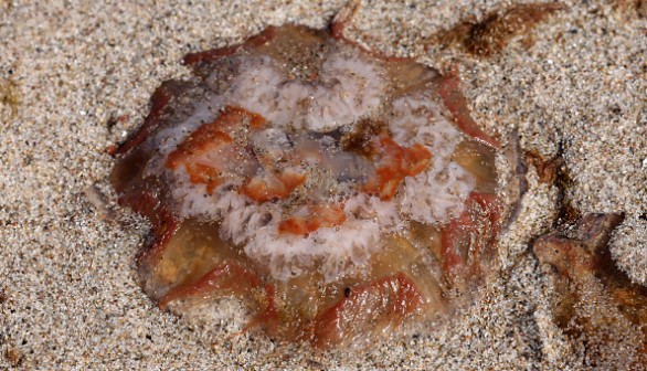 Lion's Mane Jellyfish