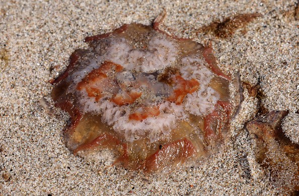 Lion's Mane Jellyfish
