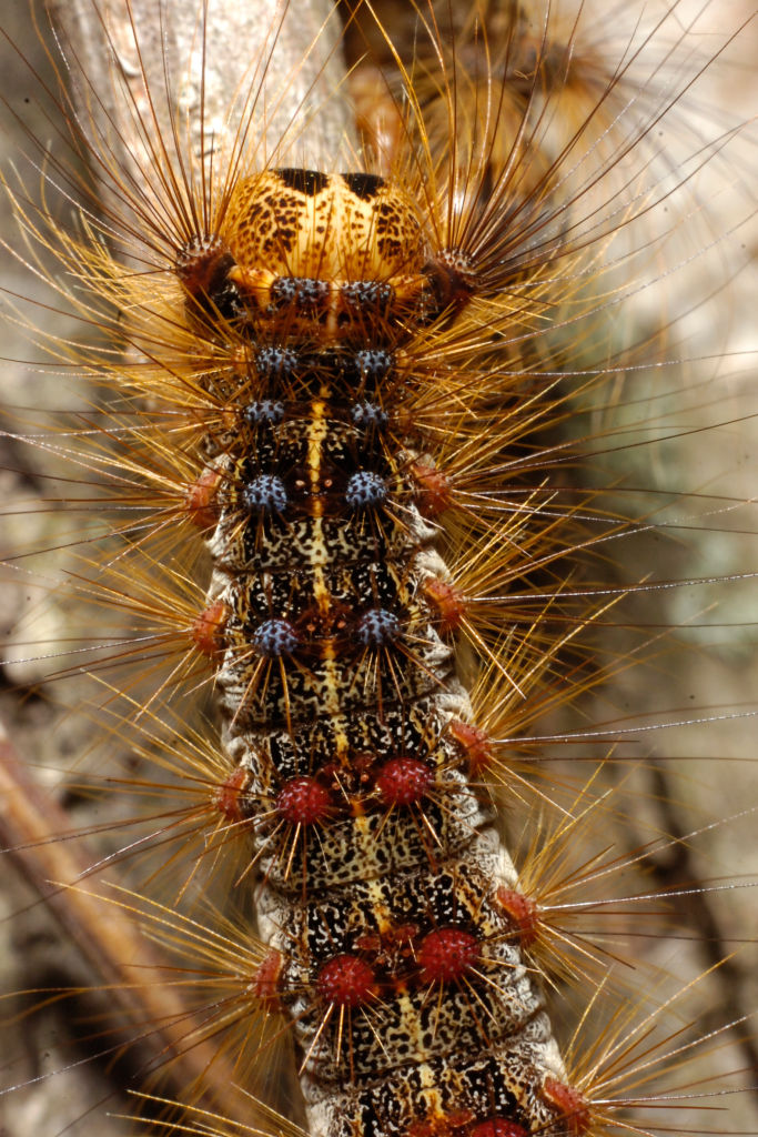Infestation of Invasive Caterpillar: The Largest Outbreak in Southern
