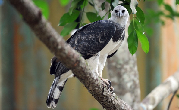 Harpy eagles may disappear as the  forest is cleared •