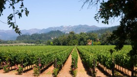 California vineyard