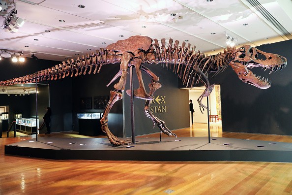 Fossilized skeleton of a dinosaur