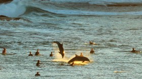 Dolphins Frolic With Surfers In Sydney