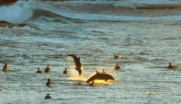 Dolphins Frolic With Surfers In Sydney