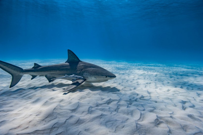 Bull shark swimming on a sandy bottom