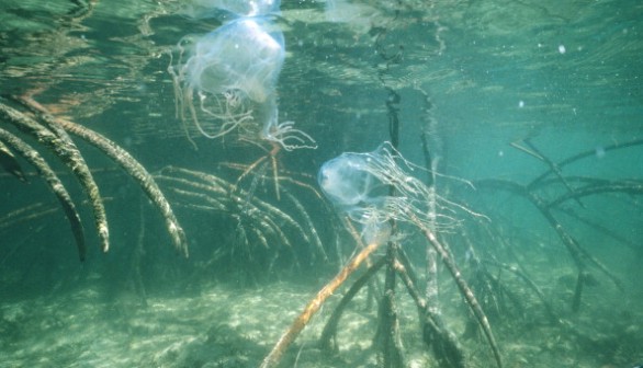 Box jellyfishes
