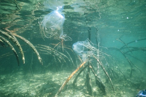 Box jellyfishes