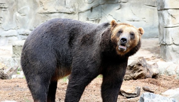 Grizzly Bear