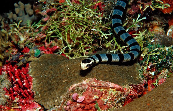 Yellow-lip sea snake