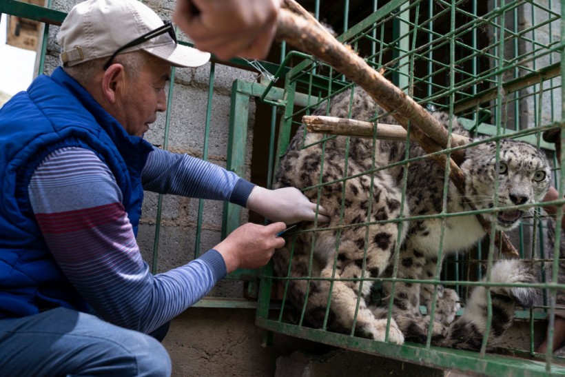 In Search Of The Elusive Snow Leopard In Kyrgyzstan