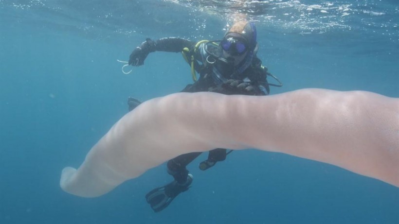 Large 8m wormlike sea creature stuns New Zealand divers