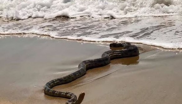 Beachgoers Terrified After Spotting Stranded Sea Snake on Queensland Beach