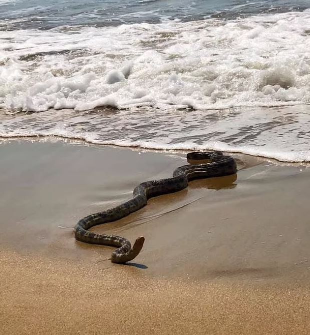 Apocalyptic' sea foam overwhelms Australian beaches, bringing forth deadly  sea snakes, 'half a cow' 