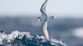 Seabird