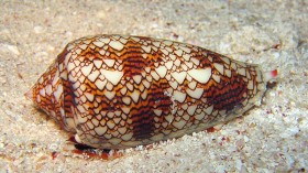 A Textile cone snail