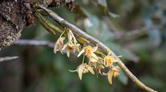 Nepal Orchid 