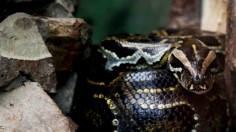 A python is seen lounging in its enclosure at the Warsaw Zoo...