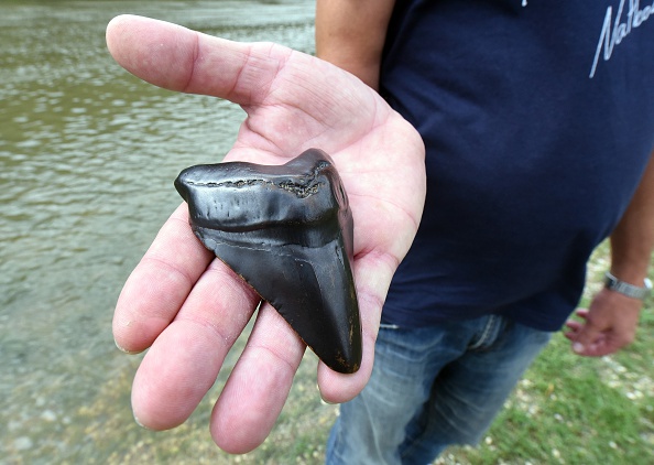 inch found in FL Gulf Megalodon Shark Tooth whole 2