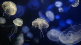 Jellyfishes