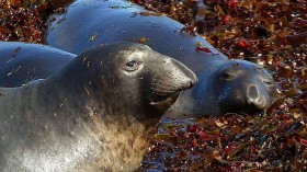 elephant seals