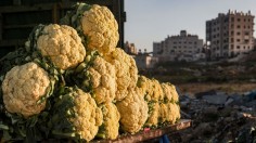 PALESTINIAN-FOOD