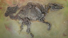 Propalaeotherium