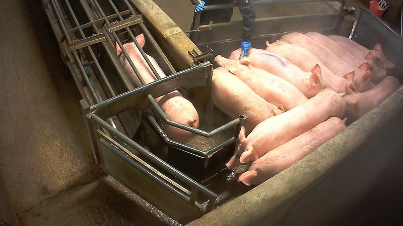 Pigs Slaughter