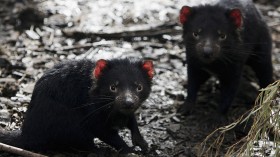 Tasmanian Devil Facing Disease Crisis