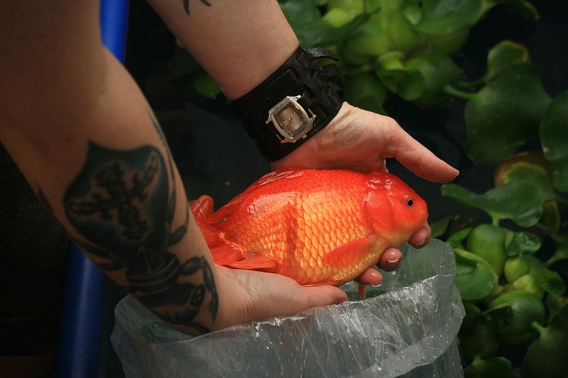 Giant Goldfish