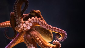 octopus