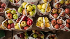 Fall Harvest Season In Western Massachusetts