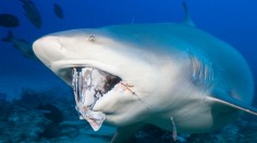 Bull Shark, Carcharhinus leucas, Beqa Lagoon, Viti Levu, Fiji